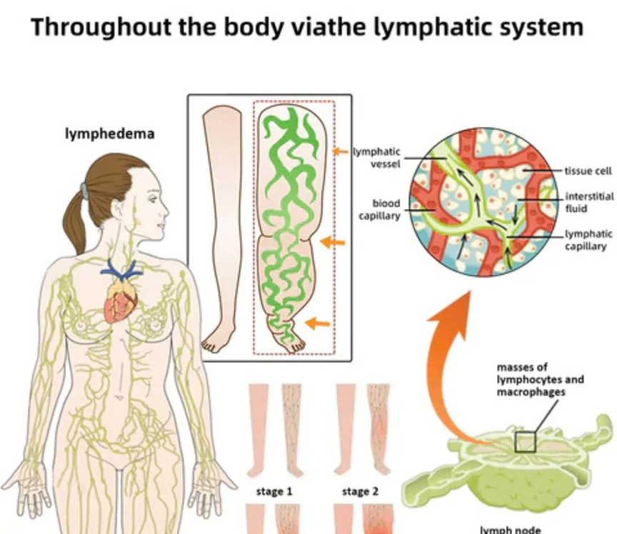 Bee Venom Pain Relief Detox Patches(10 Pcs)  Detox &amp; Slim Effortlessly with Bee Venom Foot Patches!